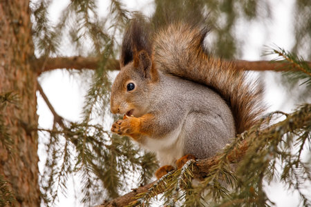 The squirrel sits on a tree and eats nuts. Eurasian red squirrel, Sciurus vulgarisの写真素材