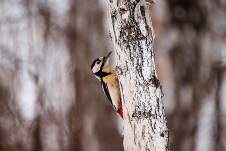 In the spring, the great spotted woodpecker can drink birch sap, making on trunks of holes in bark.の写真素材