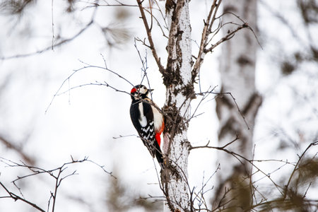 In the spring, the great spotted woodpecker can drink birch sap, making on trunks of holes in bark.の写真素材