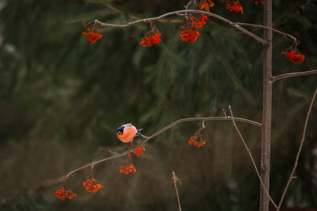 Bullfinch on rowan branch with rowan berries in winterの写真素材