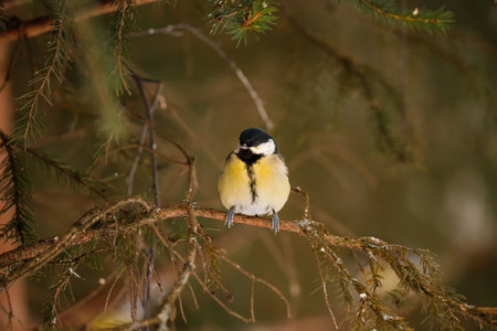 Great tit, Parus major, single bird on branch, Warwickshireの写真素材