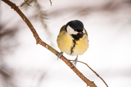 Great tit (Parus major) sitting on a branch in winterの写真素材