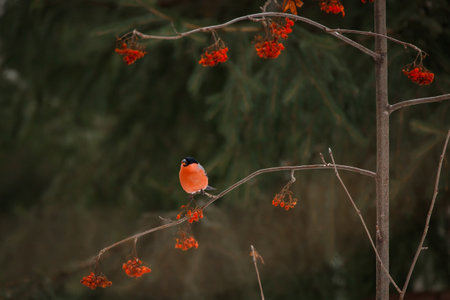 Bullfinch on rowan berry in a forest in winterの写真素材