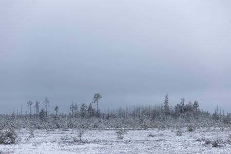 Frozen landscape with snow-covered trees in the background.の写真素材