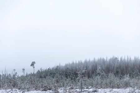 Frozen swamp and covered with snow. Old dry swamp pines. Winter landscape with frozen lake and snow-covered trees in the backgroundの写真素材