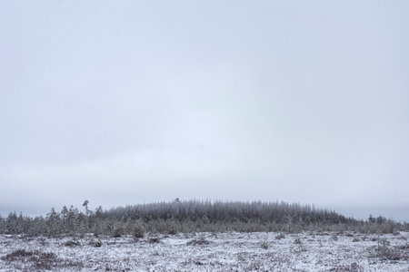 Frozen swamp covered with snow. Old dry swamp pines. Winter landscape with snow-covered trees in the backgroundの写真素材