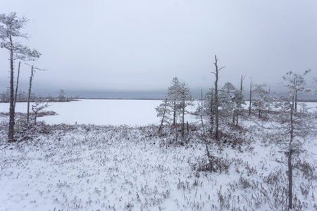 Frozen swamp and covered with snow. Old dry swamp pines. Winter landscape with frozen lake and snow-covered trees in the backgroundの写真素材