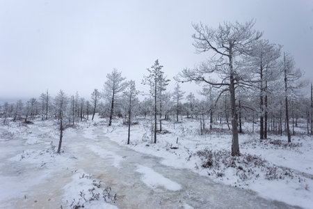 Frozen swamp and covered with snow. Old dry swamp pines. Winter landscape with frozen lake and snow-covered trees in the background.の写真素材