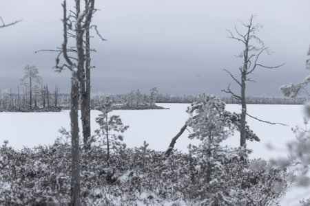 Beautiful winter landscape with lake frozen and trees in the foreground.の写真素材