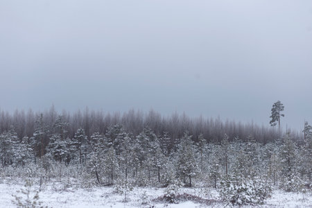 Frozen swamp and covered with snow. Old dry swamp pines. Winter landscape with frozen lake and snow-covered trees in the backgroundの写真素材