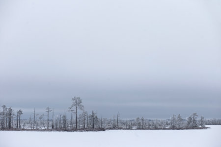 Winter landscape in the taiga. Snow-covered pine forest.の写真素材