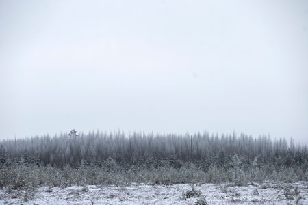 Foggy winter landscape with snowy forest and trees in the foregroundの写真素材