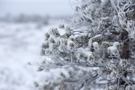 Frost on the branches of a coniferous tree in winterの写真素材