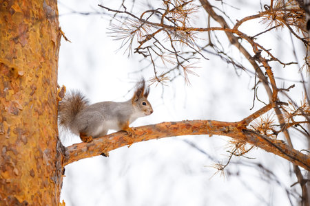 The squirrel sits on a tree in the winter or late autumn. Eurasian red squirrel, Sciurus vulgarisの写真素材