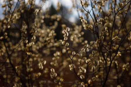 The willow blossoms. Outside are willow branches with fluffy flowering buds.の写真素材
