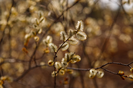 Willow branches with catkins in early spring. Selective focus.の写真素材