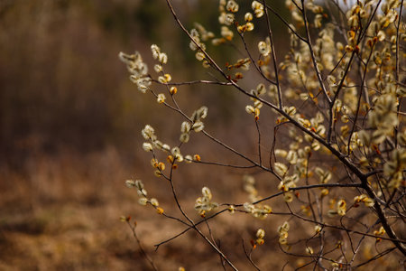 The willow blossoms. Outside are willow branches with fluffy flowering buds.の写真素材