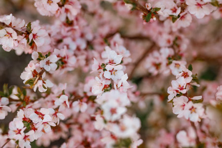 cherry blossom tree in spring time with shallow depth of fieldの写真素材