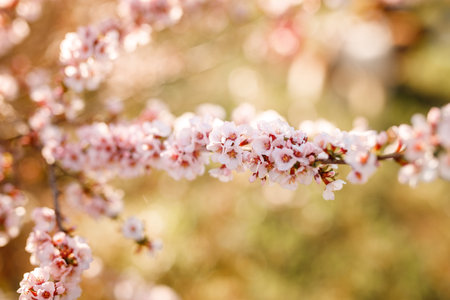 Beautiful blooming tree outdoors on sunny day, closeup. Spring seasonの写真素材