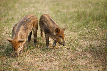 Two wild boars in the savannah of Okavango Delta, Botswanaの写真素材