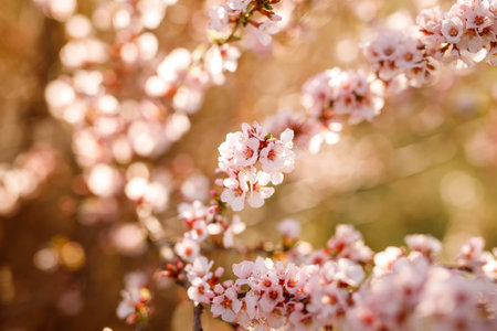 cherry blossom in spring time, shallow depth of field.の写真素材
