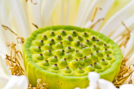 Lotus flower blooming at thailand