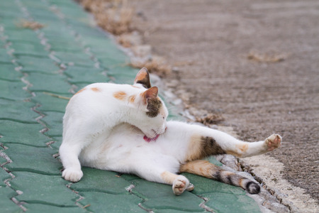 The cat is lying cleaned its feathers.の写真素材