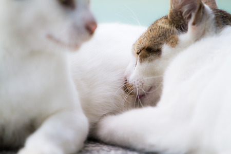 Cat nursing her kitten. The cat feed a kittenの写真素材