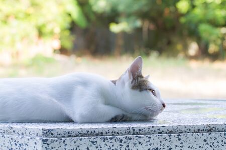 Cat crouching on the Table and lookingの写真素材