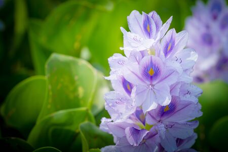 Water hyacinth flower in natural water sources Beautiful bright sunlightの写真素材
