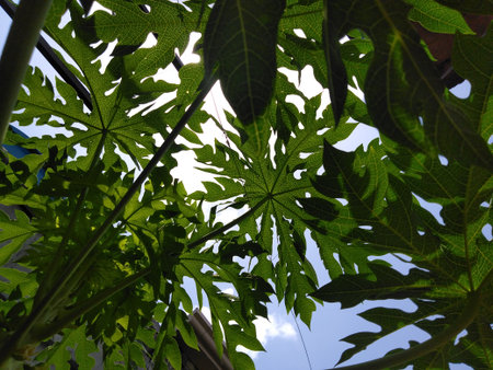 Papaya tree in the garden against the blue sky. High quality photoの写真素材