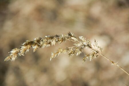 dry fluffy grass beige on a blurred background
