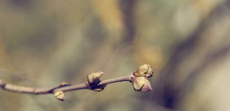 nature easters background of the young spring leavesの写真素材