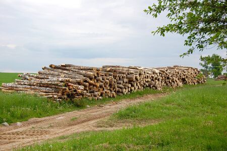 Forest of pine and birch logs cut down by loggingの写真素材