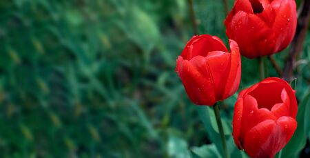 Red tulips on a green background. Place for text. Drops of dew on a tulip budの写真素材