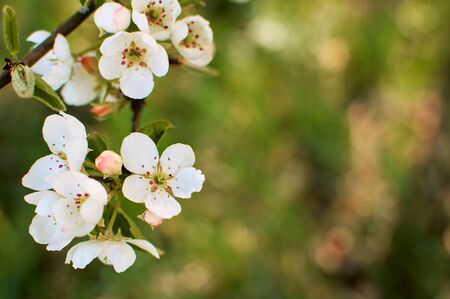Blooming apple branch at spring garden against unfocused green grass background.の写真素材