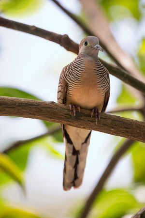 Zebra dove, Geopelia striata, common tame Philippine dove small birdの写真素材