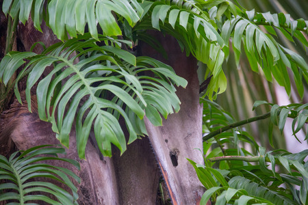 tropical palm tree with climber plant and big climber leaves typical in Philippine natureの写真素材