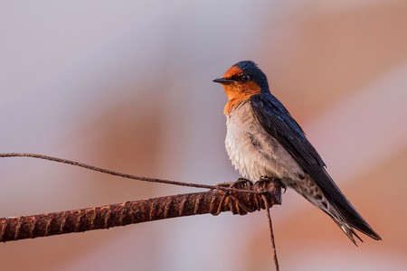 Pacific swallow on a steel