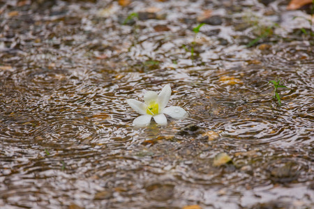 Orchid blossom in rainy tropical rain in season Monsoon season in Philippines Asia