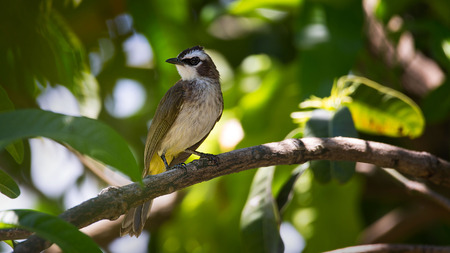 yellow-vented Bulbul bird sitting on a sunny day in a proud poseの写真素材