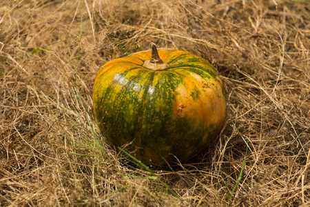 Pumpkin in the grass for halloween pumpkin pumpkin lantern squash harvest thanksgivingの写真素材