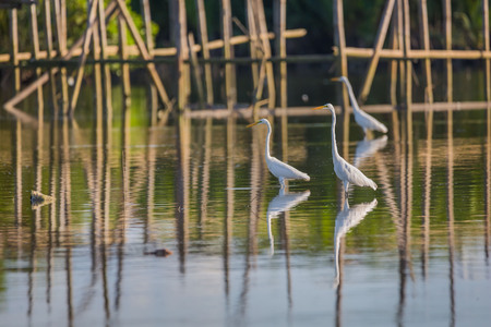 Little egrets migrate birds at a mangrove forest and a crab watching a tranquil bird watching scene