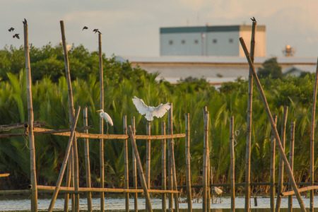 Little egrets migrate birds at a mangrove forest and crab watching a tranquil bird watching nature...