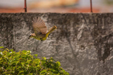 two youngborn squab, three birds flying in the nest
