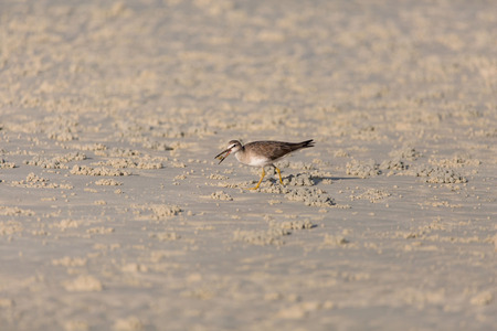 Sandpiper birds at the seashore feathering and foraging in a peaceful morning bird watching scene