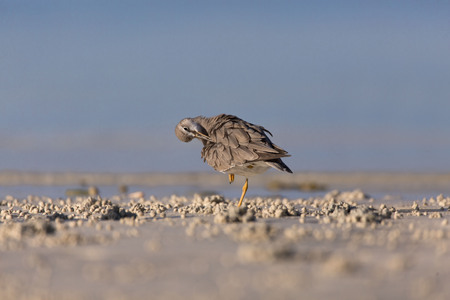 Sandpiper birds at the seashore feathering and foraging in a peaceful morning bird watching scene