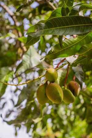 unripe little mango on a tree a sweet and juicy Asian tropical fruitの写真素材