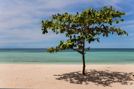 a single talisay tree standing at the white sand beach in the sunshine drop shadows on the white beach, a noon time relaxing scene at the seashoreの写真素材