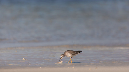 Sandpiper birds at the seashore feathering and foraging in a peaceful morning bird watching sceneの写真素材